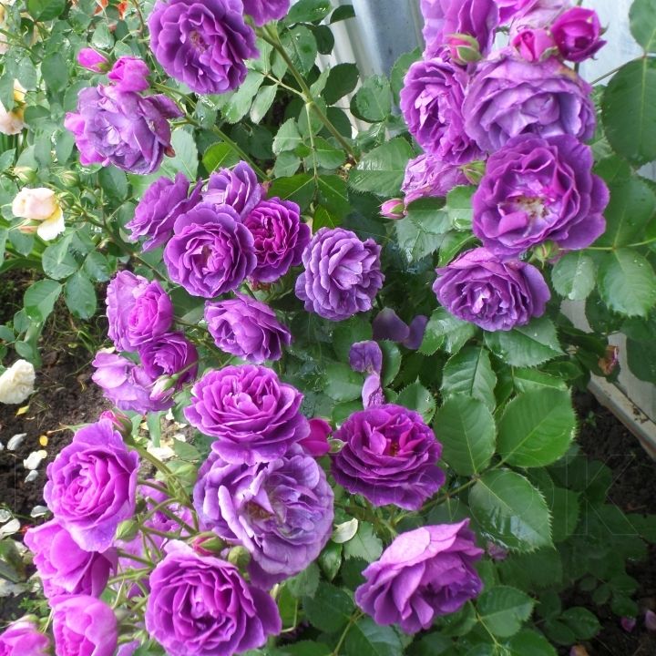 Минерва 2