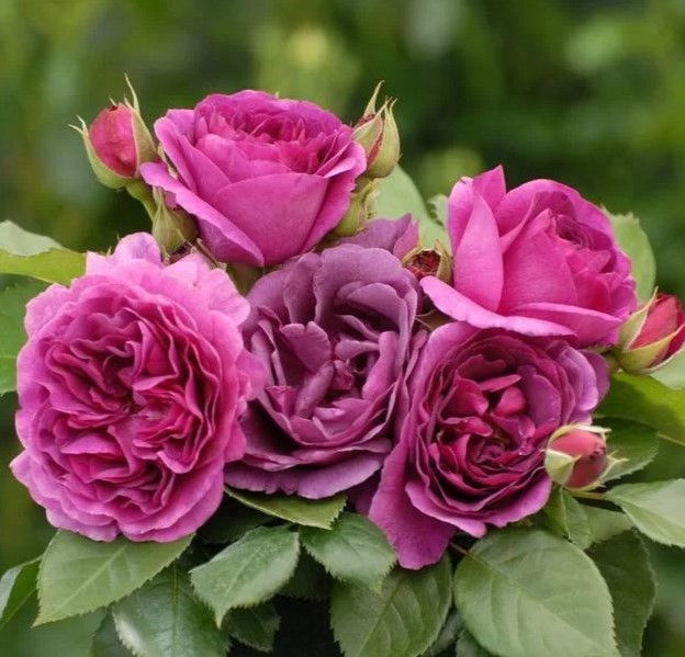 Минерва3